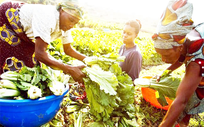 Report: Nigerian govt prioritised agriculture for food security, sustainable economy ― AUDA-NEPAD