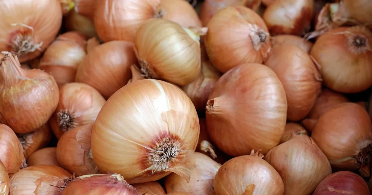 Nigerian onion traders resume exports to Ghana